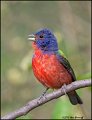 _0SB2387 painted bunting